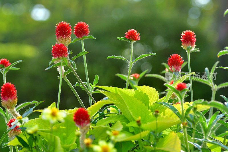 Gomphrena globosa /球形苋菜花